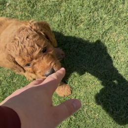 Ghost - Red  male Goldendoodle puppy in Richmond, Texas from Harper’s Heartbeats