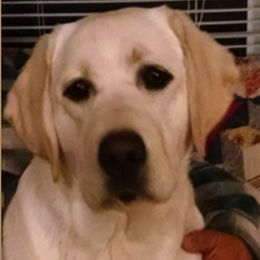 Labrador Retrievers from Puddle Jumper Labs