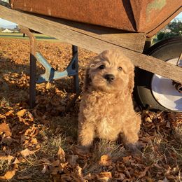 Australian Labradoodle and Goldendoodle Puppies from Annie's Doodles