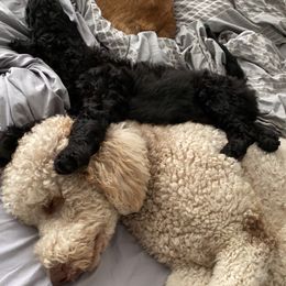 Goldendoodle Puppies from Woods Doodles & Co.