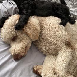 Goldendoodle Puppies from Woods Doodles & Co.