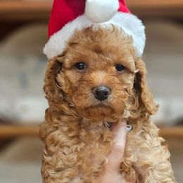 Pumpkin - Red male Cavapoo puppy in Glendale, Arizona from Cool Cavapoos