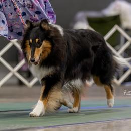 Salem - Collie