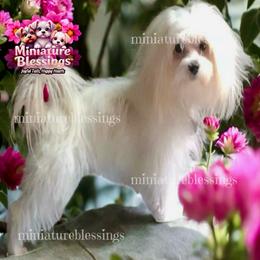 Maltese puppies from Miniature Blessings