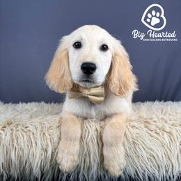Arthur - white and lemon male Companion Cross puppy in Utah County, Utah from Big Hearted Breeders