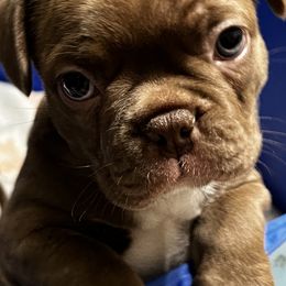 Boston Terrier and French Bulldog Puppies from Pickarts Pups Frenchton and Boston Terrier
