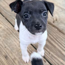 Dream - Black and white female Rat Terrier puppy in Booneville, Mississippi from Emerald Rat Terriers