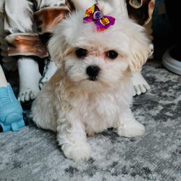 Maltese Puppies from Hosking kennels