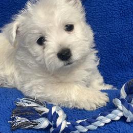 Boy 1 - White male West Highland White Terrier puppy in Scurry, Texas from Karen Williams's West Highland White Terriers