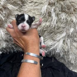 Grump - Black & tan tri-color male Morkie puppy in Taylorsville, North Carolina from Mountain Top Hot Tailz