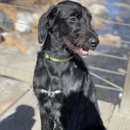 Bernedoodles and Labradoodles from All Bark