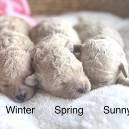 Sunny - Cream female Maltipoo puppy in Wendell, North Carolina from Teddys Teddy Bears