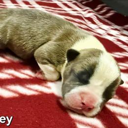 Aubrey - Blue fawn female American Staffordshire Terrier puppy in Clintwood, Virginia from SkyBlue Kennel