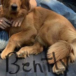 Golden Retriever All Grown Up from Nelsons Goldens