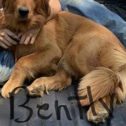 Golden Retriever All Grown Up from Nelsons Goldens