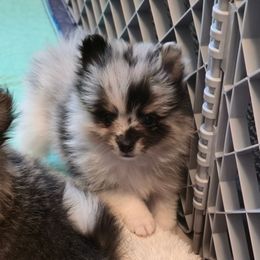 Chaos - Blue merle male Pomeranian puppy in Pickton, Texas from Mandy's Precious Poms
