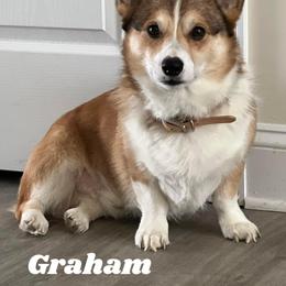 American Corgi and Pembroke Welsh Corgi All Grown Up from Tori’s Sassy Corgis