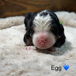 Egg - Tri-color male Bernedoodle puppy in El Campo, Texas from Little Fur Friends Bernedoodles