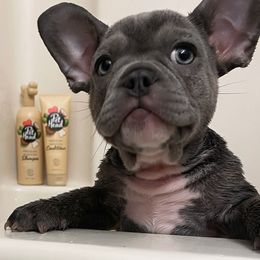 French Bulldog Puppies from Farm Fresh Frenchies