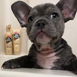 French Bulldog Puppies from Farm Fresh Frenchies