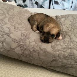 Girl 2 - Salt and pepper Miniature Schnauzer puppy in Little Elm, Texas from Matrix Schnauzers