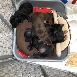 Dachshund Puppies from Doxie Acres