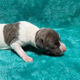 Patience - White and blue brindle female Whippet puppy in Gentry, Arkansas from Mardel Robeson of Mulberry Hollow Whippets