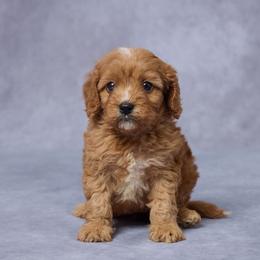 Betsy - Red female Cavapoo puppy in Apple Creek, Ohio from Grandeur Valley Puppies