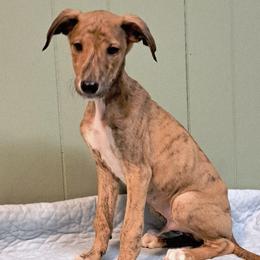 Boy 2 - Red Brindle with White - Red brindle and white male Greyhound puppy in Steamboat Rock, Iowa from River Valley Canines