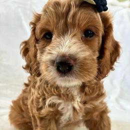 Muriel - Golden female Cockapoo puppy in Adrian, Oregon from ApplebyFarm