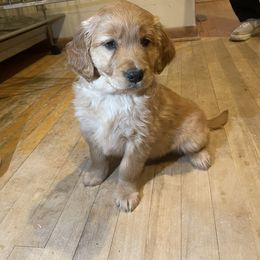 Golden Retriever Puppies from Emma's Golden Puppers