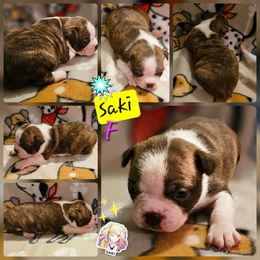 SAKI - Seal and white female Boston Terrier puppy in Boston, Massachusetts from Boston Collections