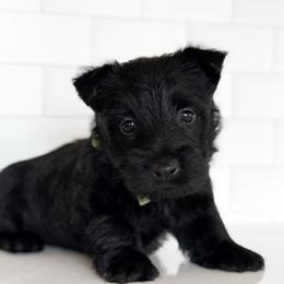 Reed - Black male Scottish Terrier puppy in Mount Joy, Pennsylvania from K&M Kennel