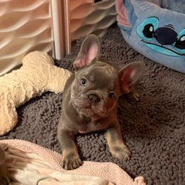 Frankie Frankenstein - Tricolors male French Bulldog puppy in Boyne City, Michigan from Gichigami French Bulldogs