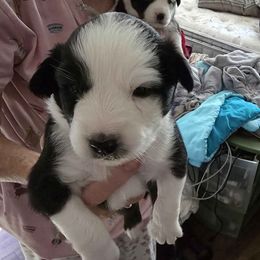 Spud - Black tri male Miniature Australian Shepherd puppy in Goode, Virginia from Furner Farms