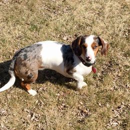 Lilly - Dachshund