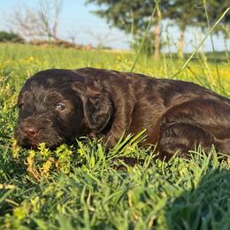 March - Chocolate male Goldendoodle puppy in Afton, Oklahoma from C5 Doodles
