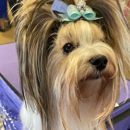 Melania of Miabella biewer - Biewer Terrier