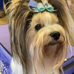 Melania of Miabella biewer - Biewer Terrier