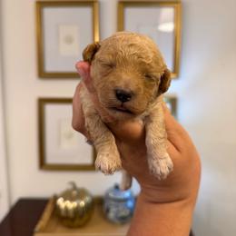 Liberty - Apricot female Maltipoo puppy in Wendell, North Carolina from Teddys Teddy Bears