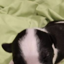 Bull Terrier Puppies from Luxury Bulls