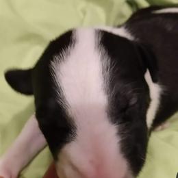 Bull Terrier Puppies from Luxury Bulls
