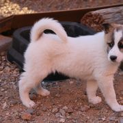 Canaan Dog Puppies from Kol Tuv Canaan Dogs
