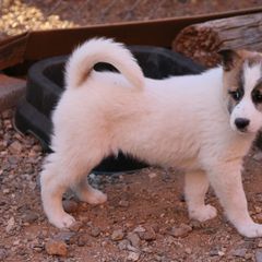 Canaan Dog Puppies from Kol Tuv Canaan Dogs