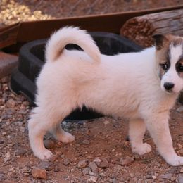 Canaan Dog Puppies from Kol Tuv Canaan Dogs