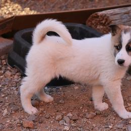 Canaan Dog Puppies from Kol Tuv Canaan Dogs