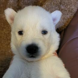 Elise - White female Siberian Husky puppy in Swansea, Illinois from Husky B's