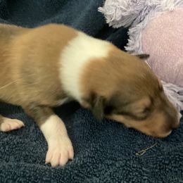 Beaver - Sable and white male Collie puppy in Yulee, Florida from Three Collie Farm