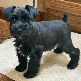 Brock's Miniature Schnauzer - Black male Miniature Schnauzer puppy in Greensburg, Louisiana from Brock’s  Miniature Schnauzers