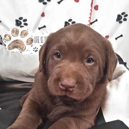 Dakota - Chocolate male Labrador Retriever puppy in Madras, Oregon from GT Labradors